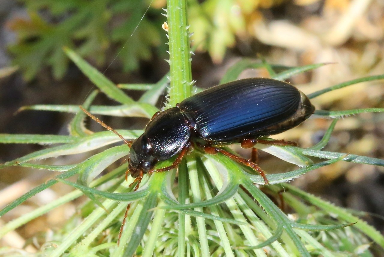 Ophonus ardosiacus (Lutshnik, 1922)