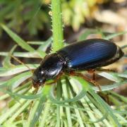 Ophonus ardosiacus (Lutshnik, 1922)