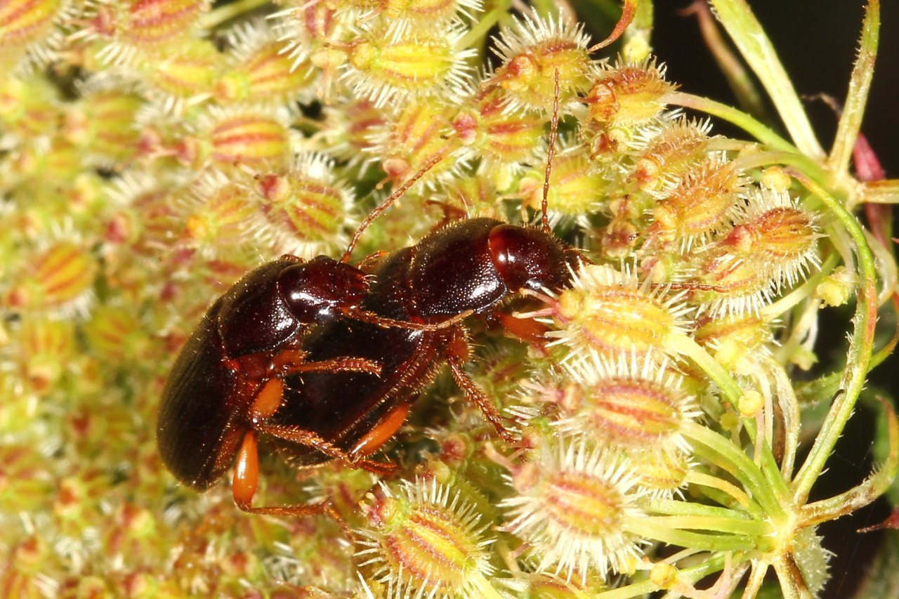 Ophonus (Metophonus) sp