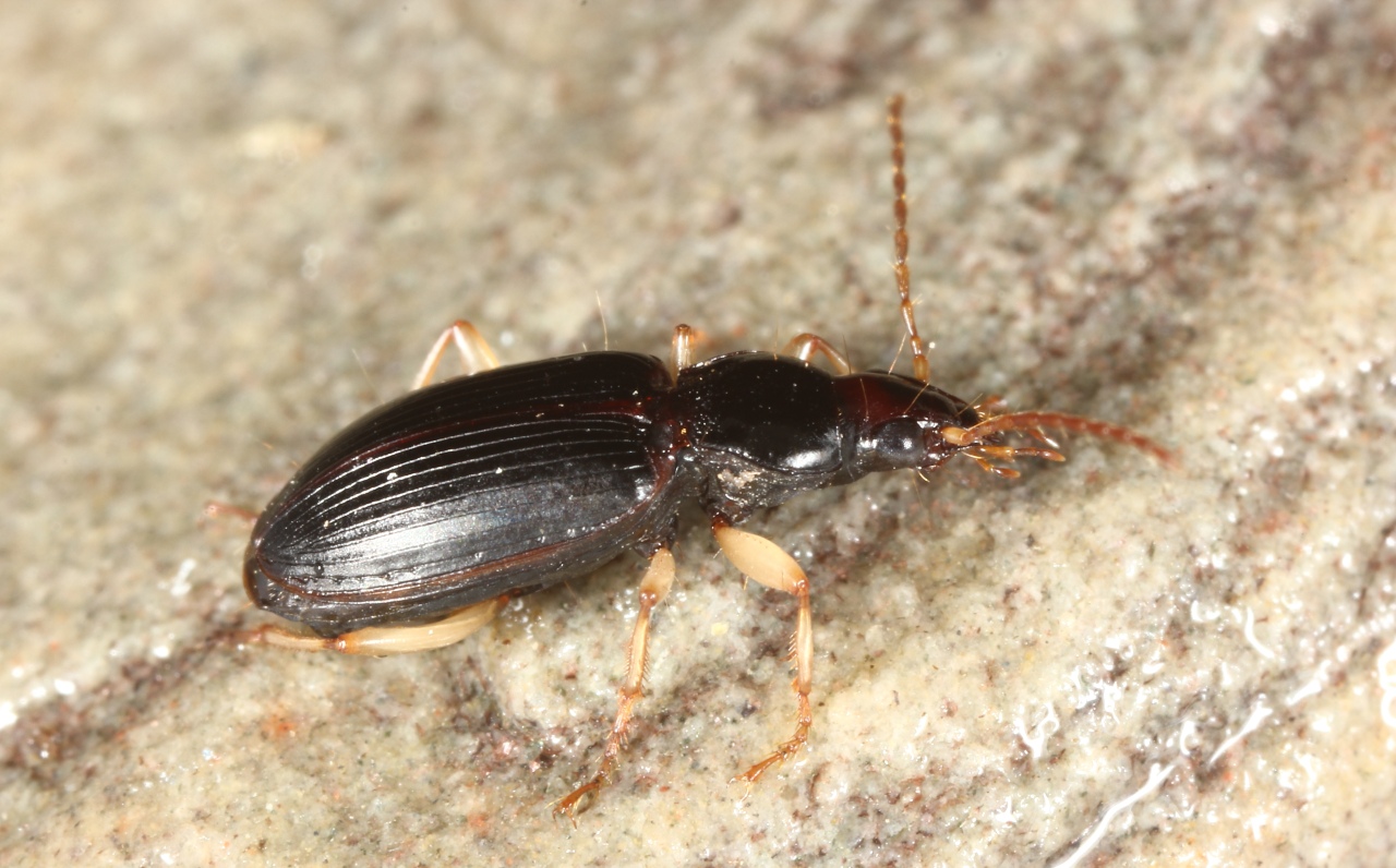 Paranchus albipes (Fabricius, 1796) - Agone à pattes blanches