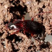 Platyderus depressus (Audinet-Serville, 1821) - Bupreste rouget