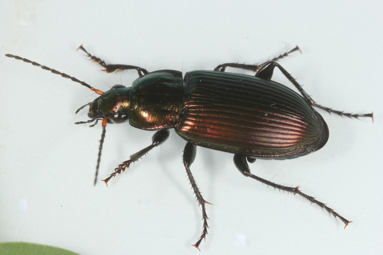 Poecilus cupreus (Linnaeus, 1758) - Poécile cuivré