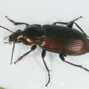 Poecilus cupreus (Linnaeus, 1758) - Poécile cuivré