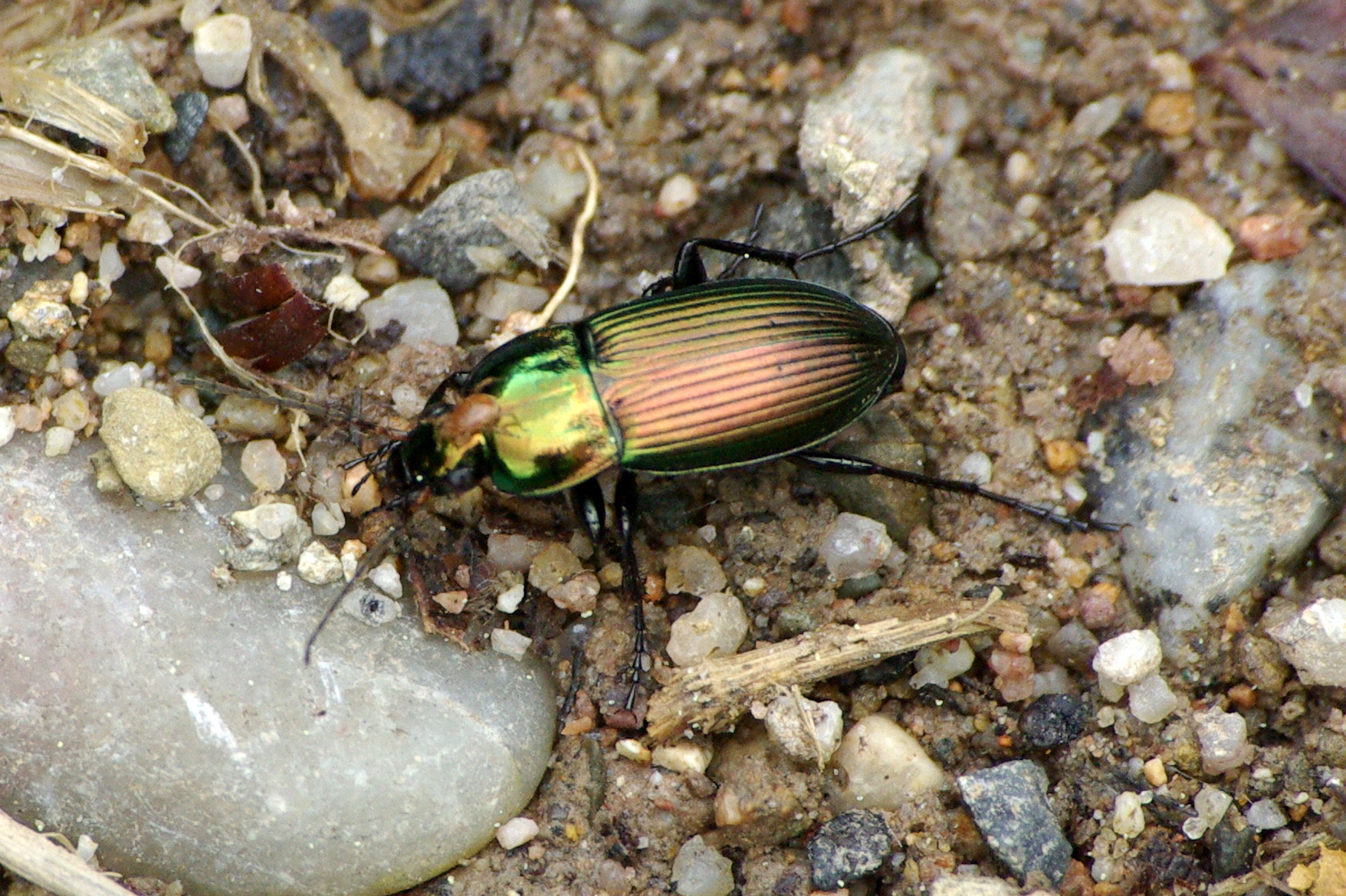 Poecilus cupreus (Linnaeus, 1758) - Poécile cuivré