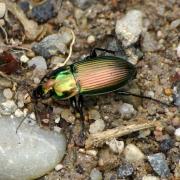 Poecilus cupreus (Linnaeus, 1758) - Poécile cuivré