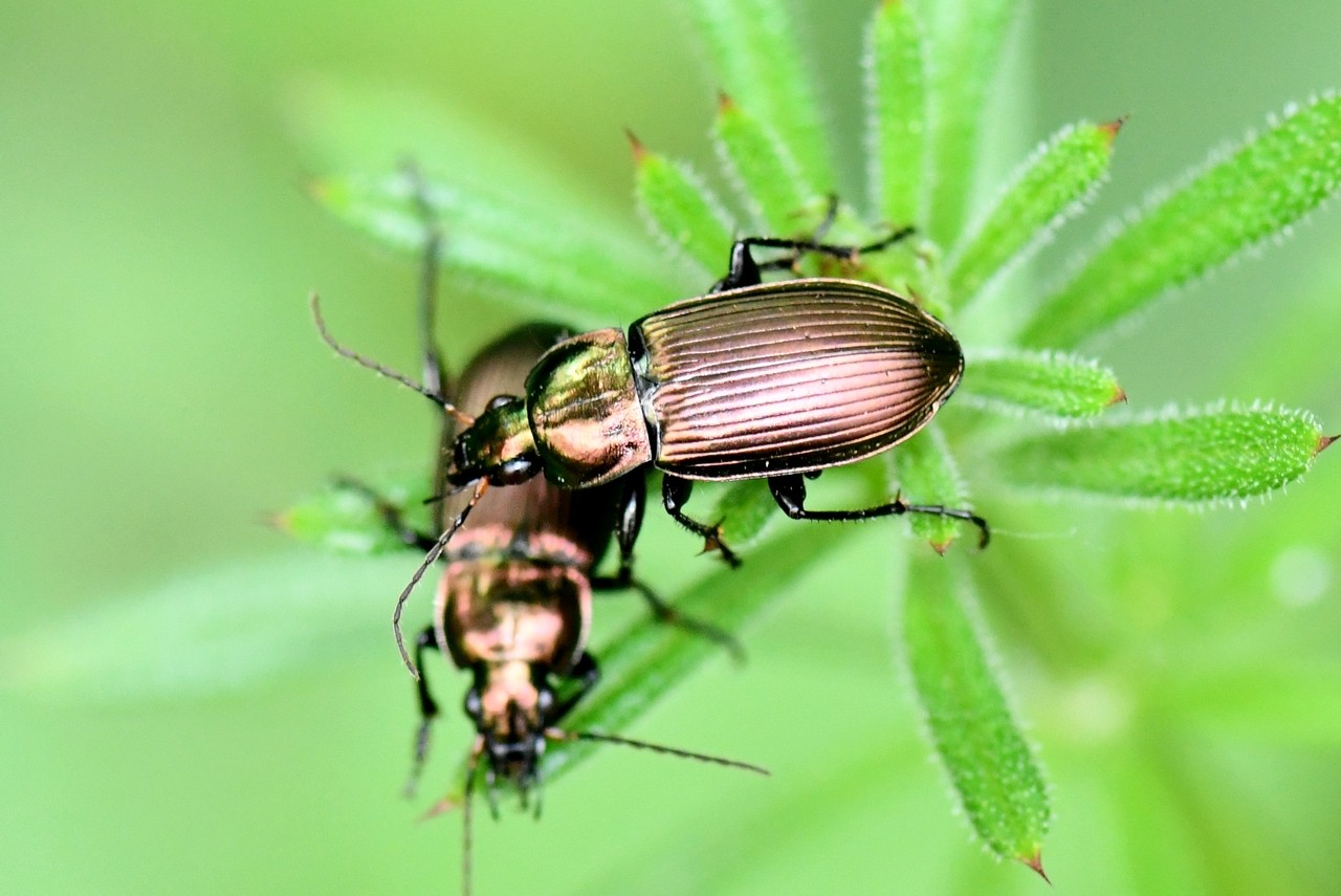 Poecilus cupreus (Linnaeus, 1758) - Poécile cuivré