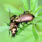 Poecilus cupreus (Linnaeus, 1758) - Poécile cuivré