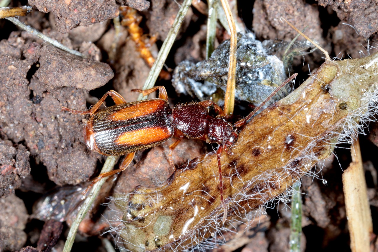 Polistichus connexus (Geoffroy in Fourcroy, 1785) - Zuphine à taches connexes