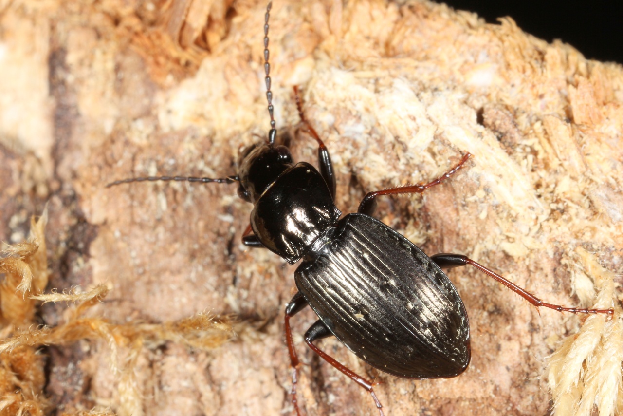 Pterostichus oblongopunctatus (Fabricius, 1787) - Ptérostique à points oblongs