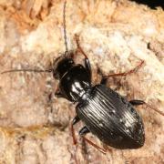 Pterostichus oblongopunctatus (Fabricius, 1787) - Ptérostique à points oblongs