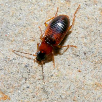 Stenolophus teutonus (Schrank, 1781)