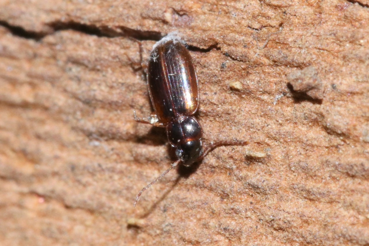 Trechus sp