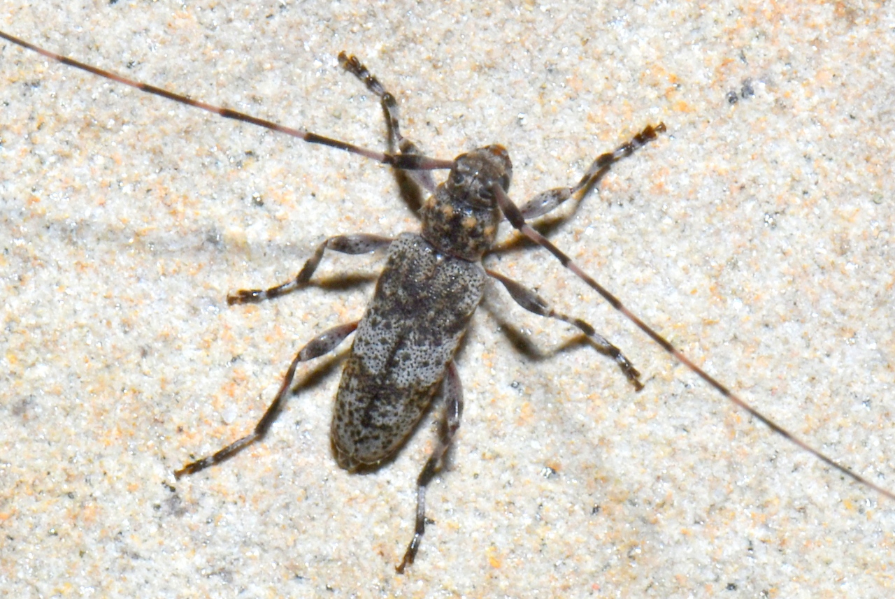 Acanthocinus griseus (Fabricius, 1792) - Acanthocine gris (mâle)