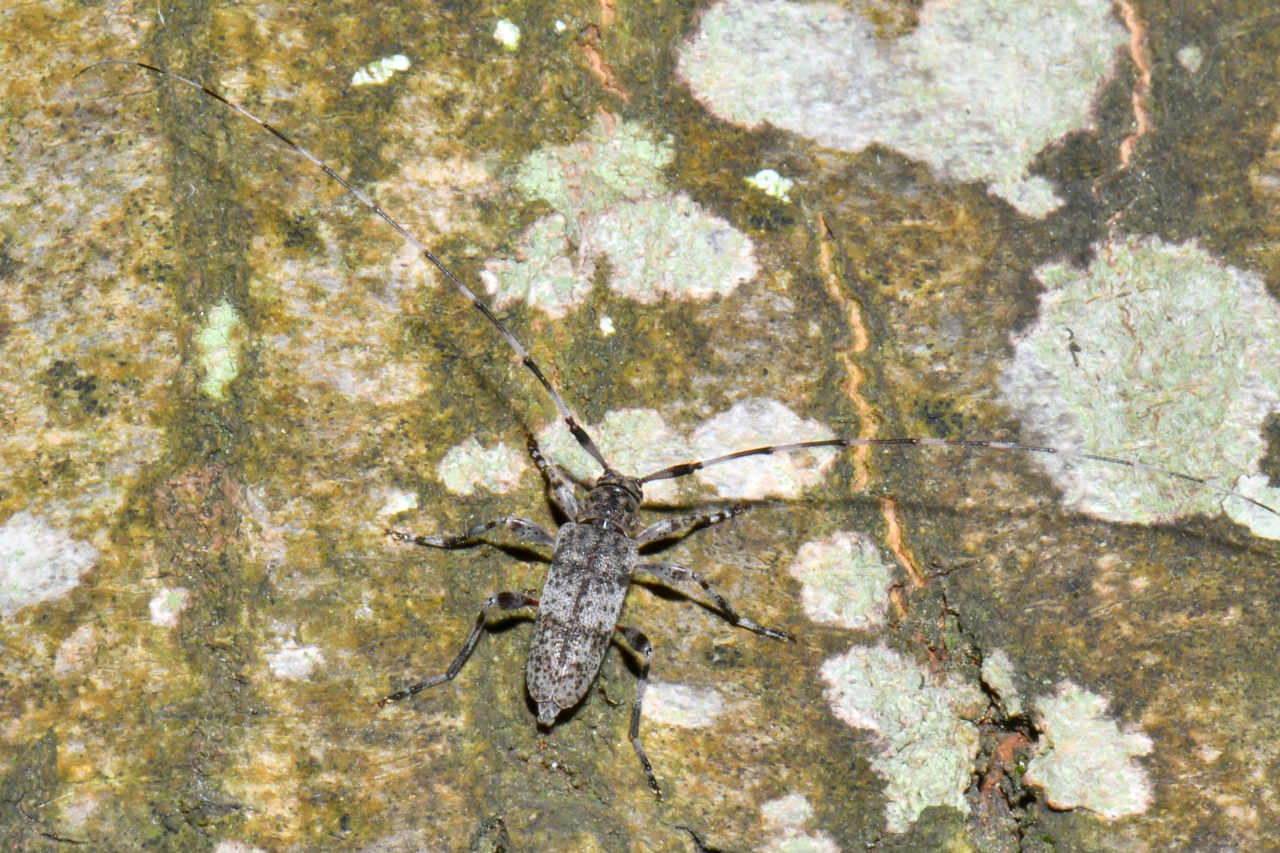 Acanthocinus griseus (Fabricius, 1792) - Acanthocine gris (mâle)