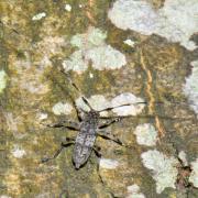 Acanthocinus griseus (Fabricius, 1792) - Acanthocine gris (mâle)