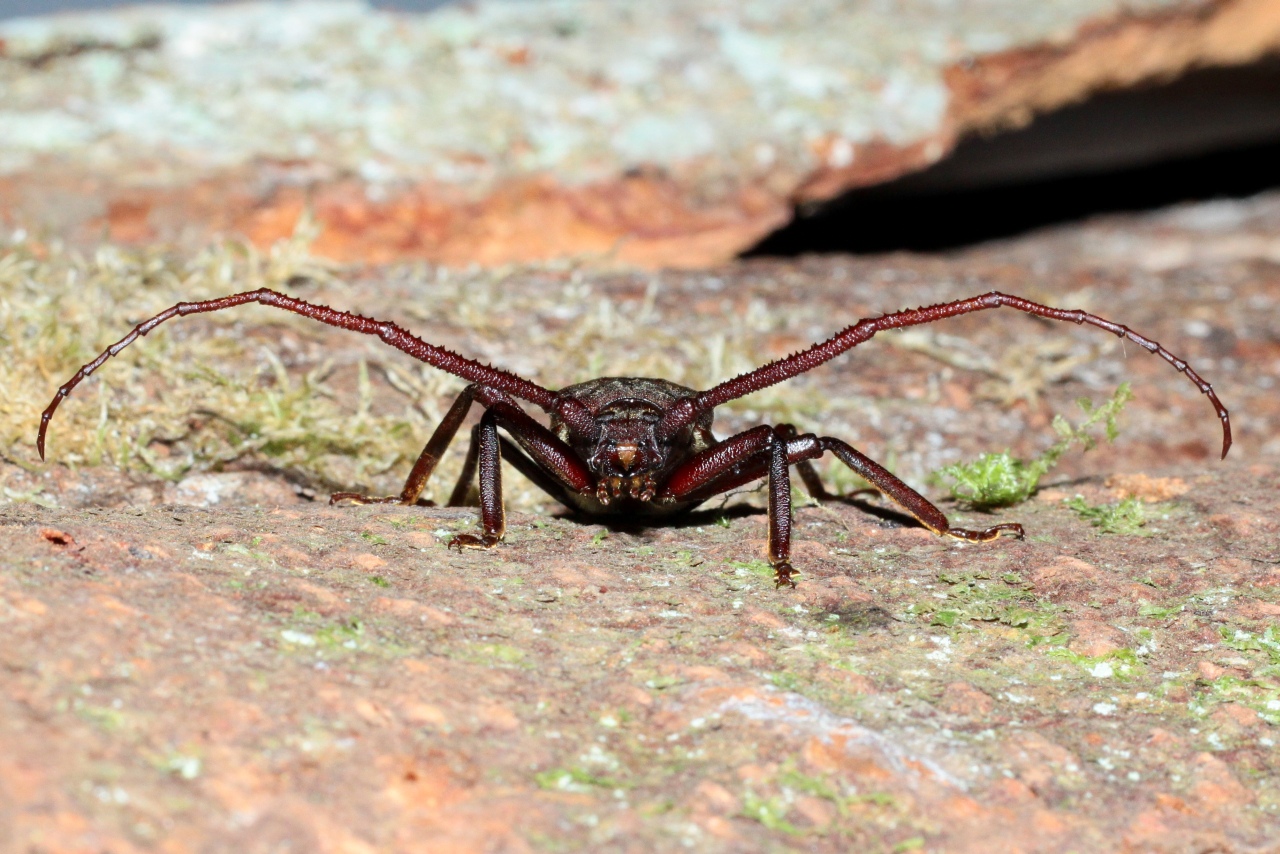 Aegosoma scabricorne (Scopoli, 1763) - Prione ermite, Aegosome scabricorne (mâle)