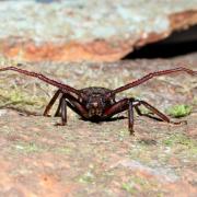 Aegosoma scabricorne (Scopoli, 1763) - Prione ermite, Aegosome scabricorne (mâle)