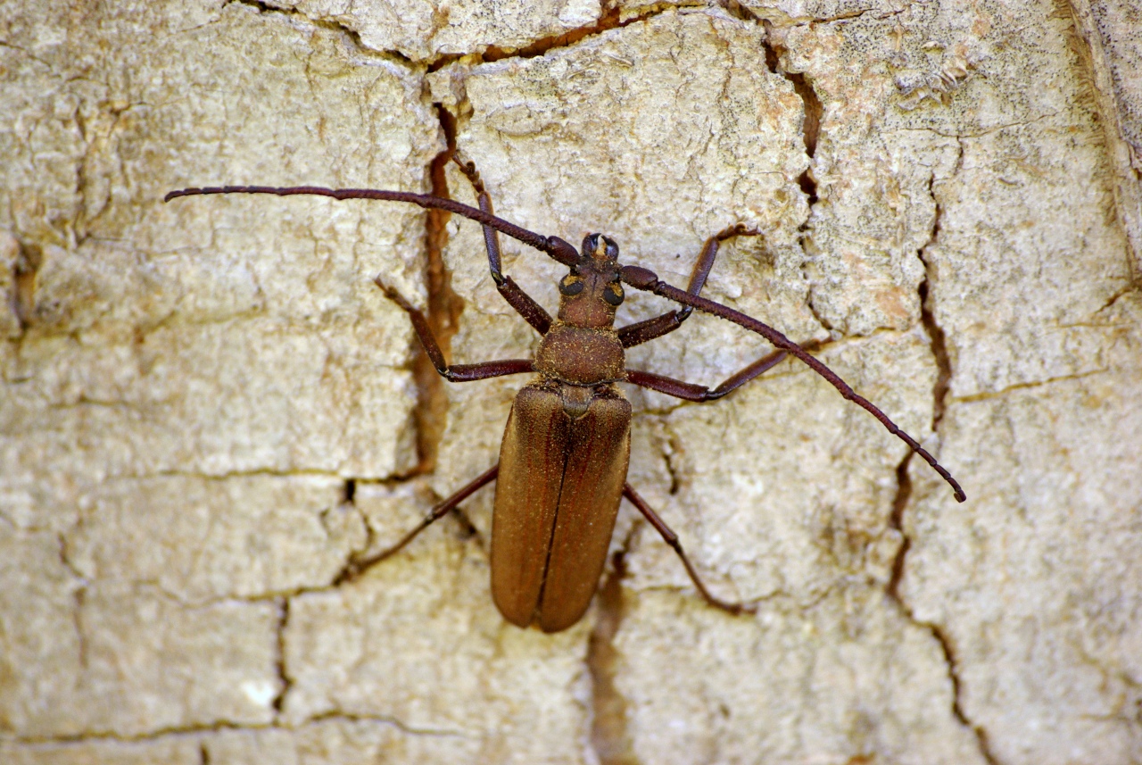 Aegosoma scabricorne (Scopoli, 1763) - Prione ermite, Aegosome scabricorne (mâle)