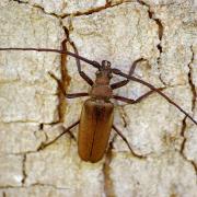 Aegosoma scabricorne (Scopoli, 1763) - Prione ermite, Aegosome scabricorne (mâle)