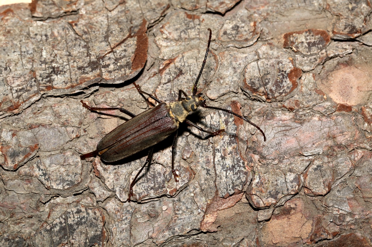 Aegosoma scabricorne (Scopoli, 1763) - Prione ermite, Aegosome scabricorne (femelle)