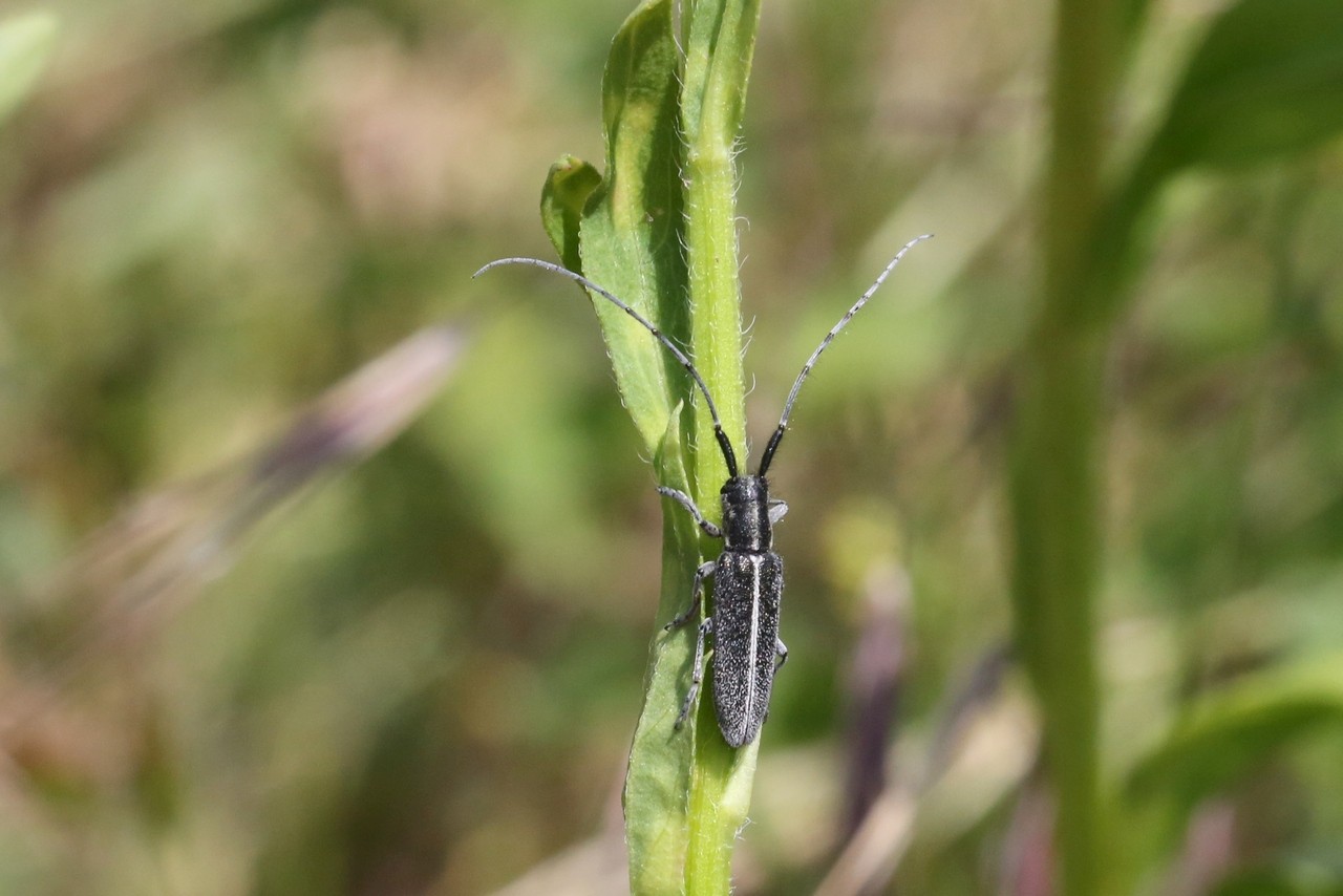 Agapanthia cardui (Linnaeus, 1767) - Agapanthe du Chardon, Aiguille des piquants 