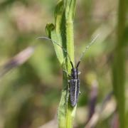 Agapanthia cardui (Linnaeus, 1767) - Agapanthe du Chardon, Aiguille des piquants 