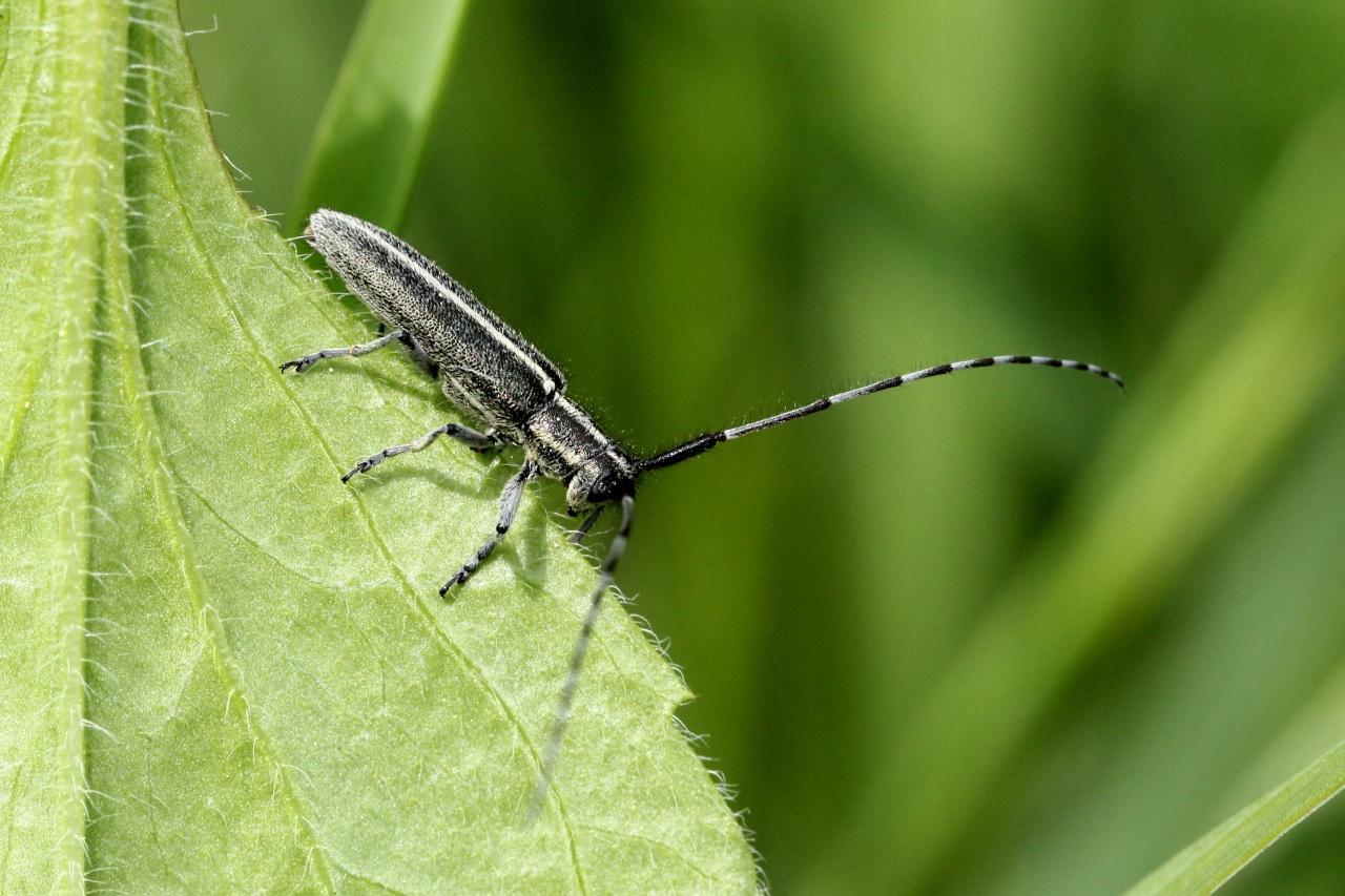 Agapanthia cardui (Linnaeus, 1767) - Agapanthe du Chardon, Aiguille des piquants 