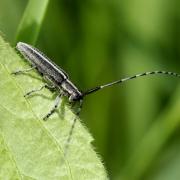 Agapanthia cardui (Linnaeus, 1767) - Agapanthe du Chardon, Aiguille des piquants 