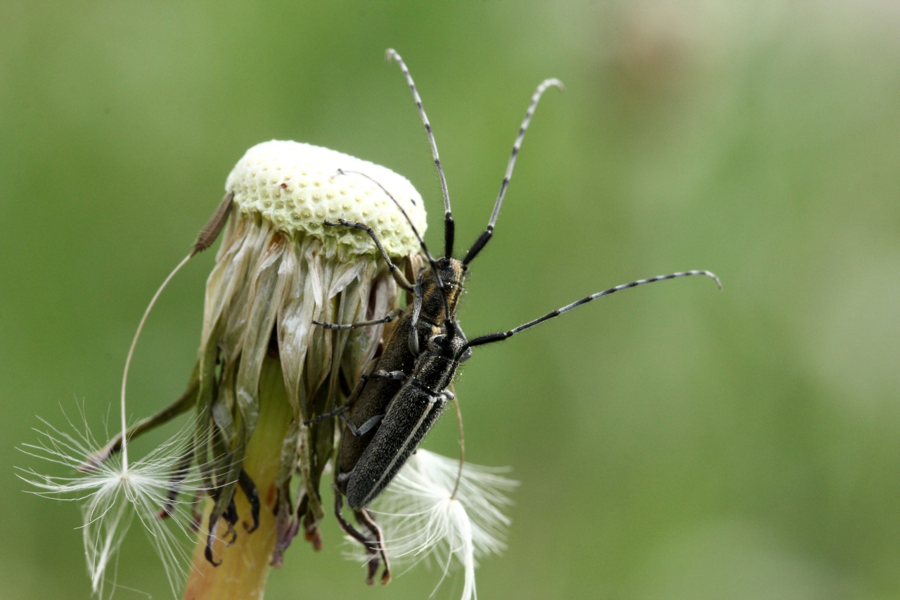 Agapanthia cardui (Linnaeus, 1767) - Agapanthe du Chardon, Aiguille des piquants 