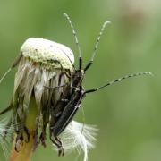 Agapanthia cardui (Linnaeus, 1767) - Agapanthe du Chardon, Aiguille des piquants 