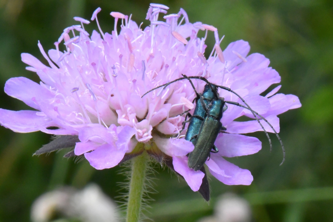 Agapanthia intermedia Ganglbauer, 1884 (accouplement)