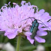 Agapanthia intermedia Ganglbauer, 1884 (accouplement)