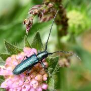 Agapanthia intermedia Ganglbauer, 1884