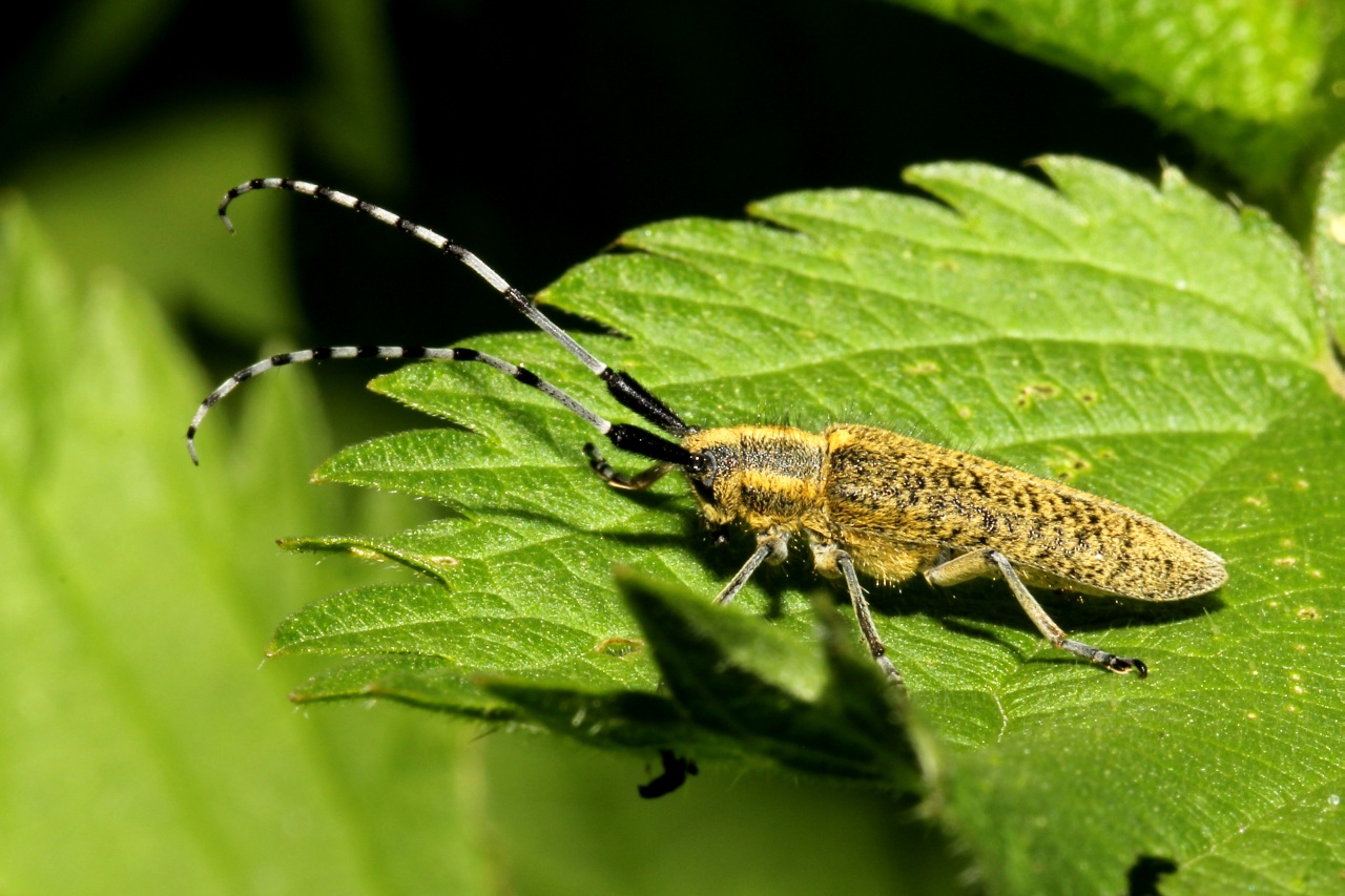 Agapanthia villosoviridescens (De Geer, 1775) - Agapanthie à pilosité verdâtre