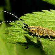 Agapanthia villosoviridescens (De Geer, 1775) - Agapanthie à pilosité verdâtre