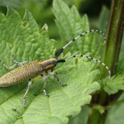 Agapanthia villosoviridescens (De Geer, 1775) - Agapanthie à pilosité verdâtre