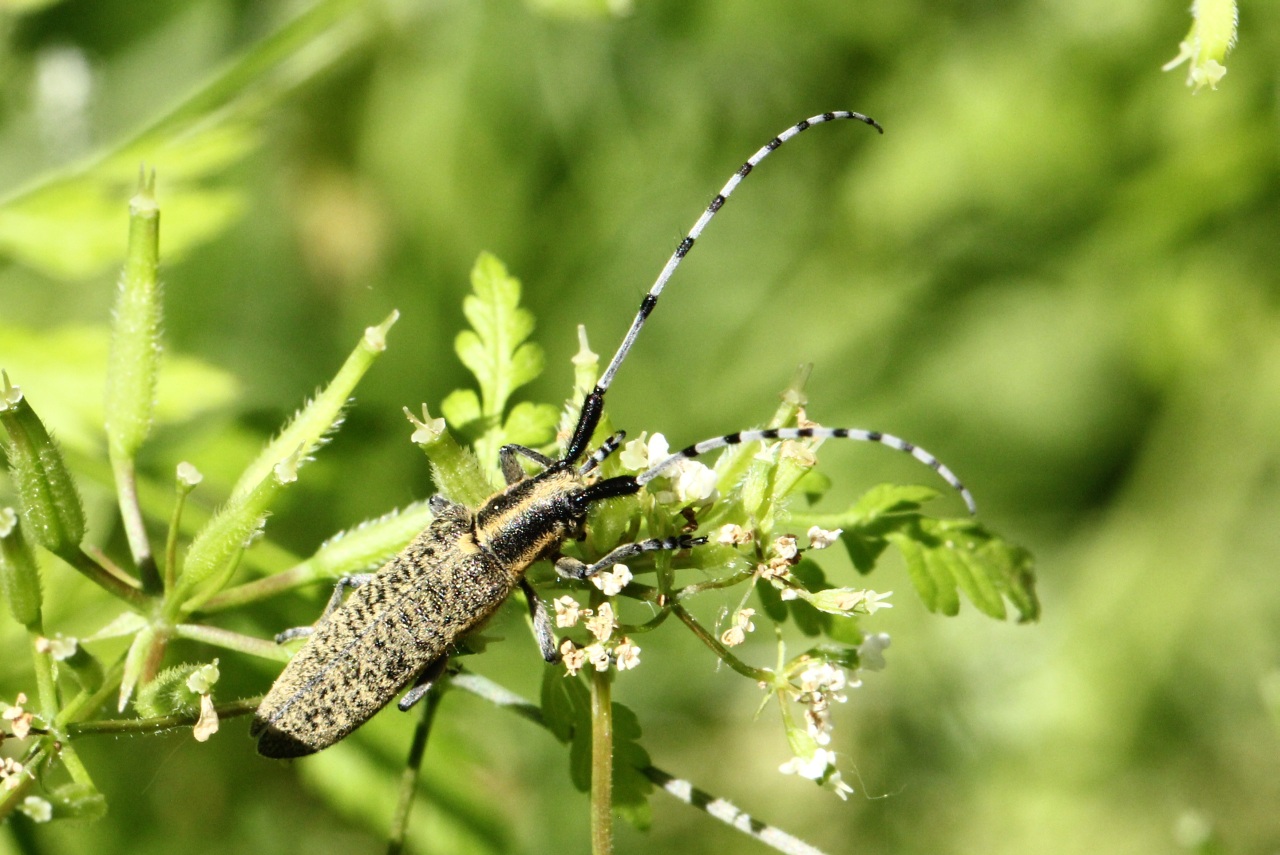 Agapanthia villosoviridens (De Geer, 1775) - Agapanthie à pilosité verdâtre