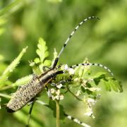 Agapanthia villosoviridens (De Geer, 1775) - Agapanthie à pilosité verdâtre