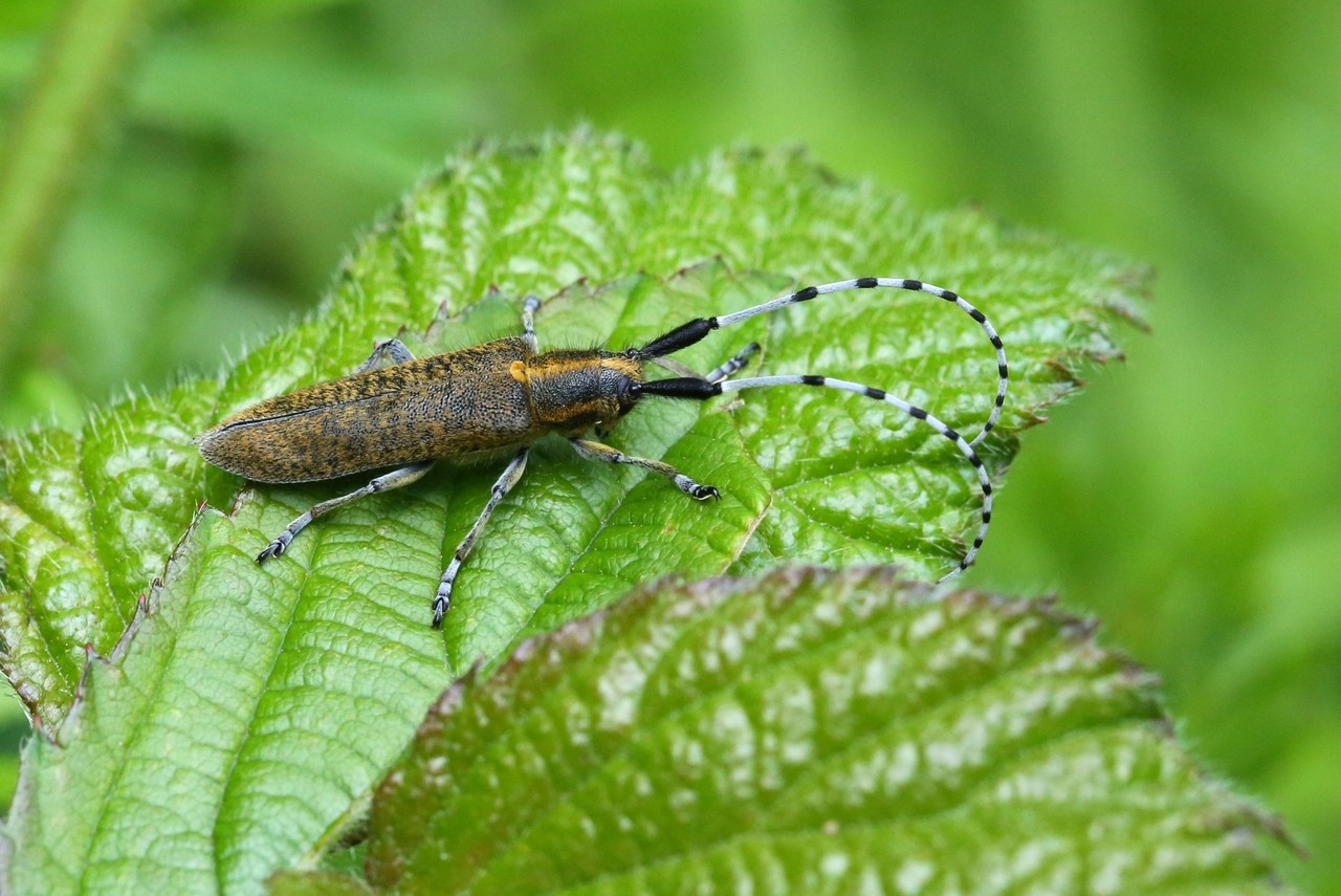 Agapanthia villosoviridescens (De Geer, 1775) - Agapanthie à pilosité verdâtre