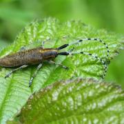 Agapanthia villosoviridescens (De Geer, 1775) - Agapanthie à pilosité verdâtre