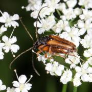 Alosterna tabacicolor (De Geer, 1775) - Grammoptère couleur tabac 