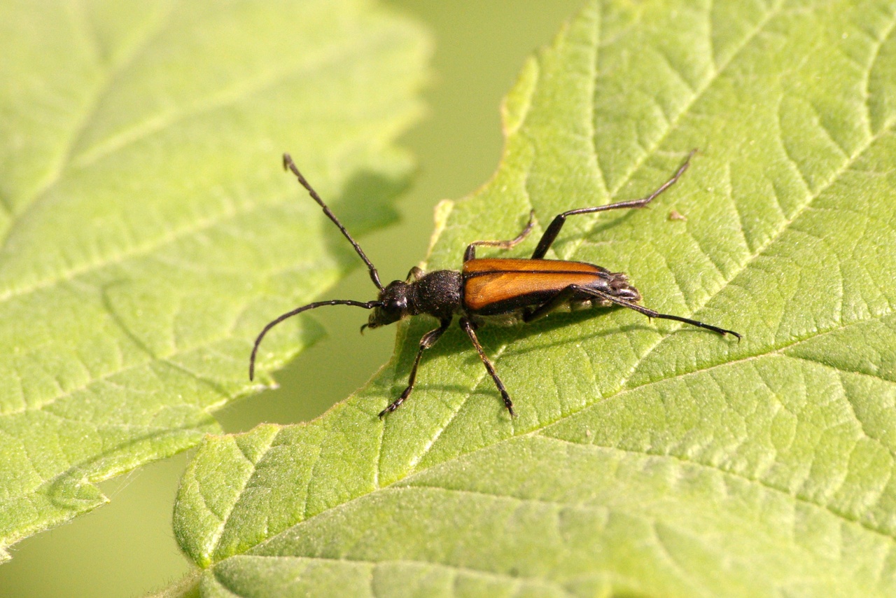 Anastrangalia dubia (Scopoli, 1763) - Lepture douteuse (mâle) 