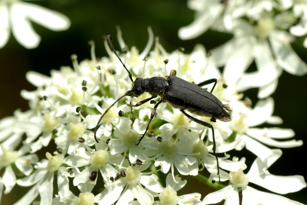 Anastrangalia dubia (Scopoli, 1763) var. chamomillae - Lepture douteuse (femelle)