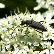 Anastrangalia dubia (Scopoli, 1763) var. chamomillae - Lepture douteuse (femelle)