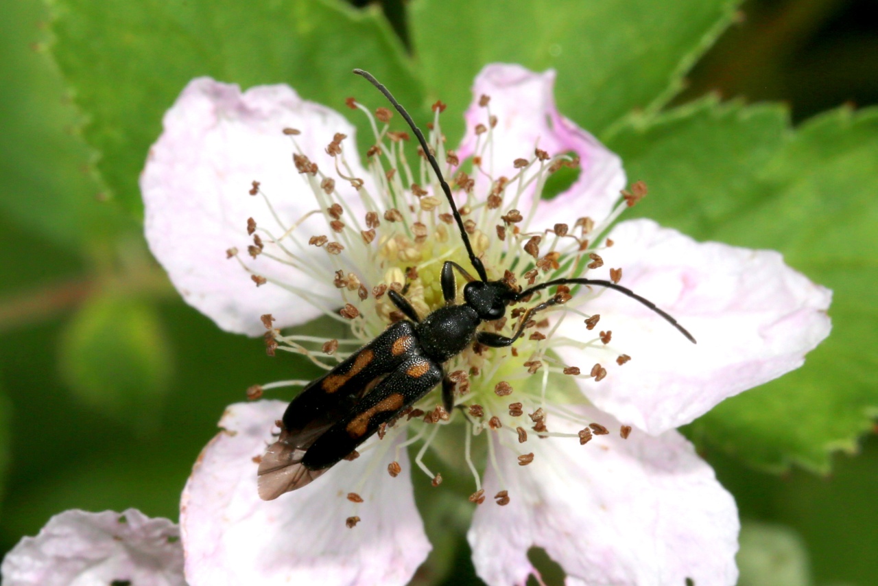 Anoplodera sexguttata (Fabricius, 1775) - Lepture à six taches (mâle)