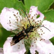 Anoplodera sexguttata (Fabricius, 1775) - Lepture à six taches (mâle)