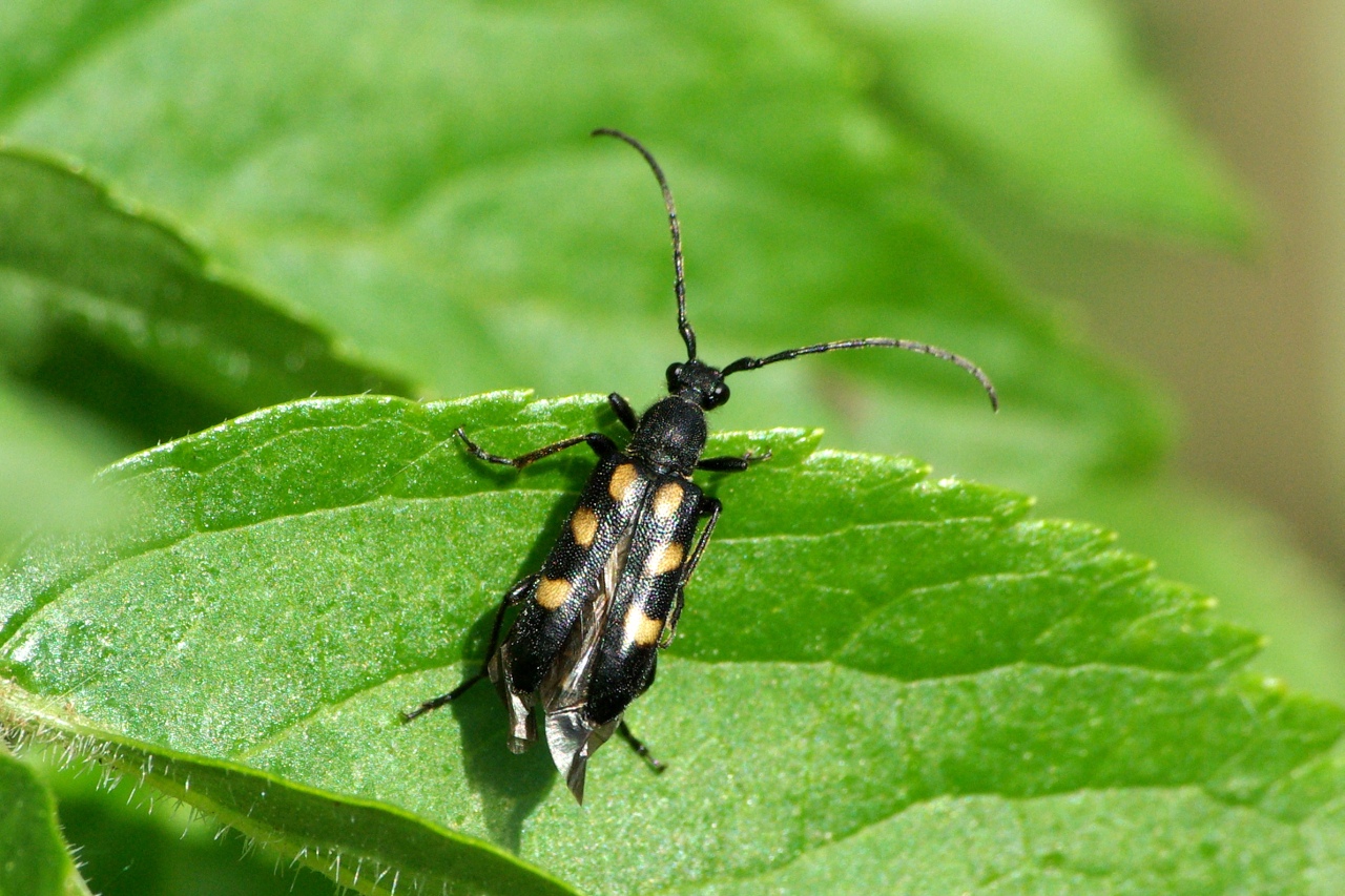 Anoplodera sexguttata (Fabricius, 1775) - Lepture à six taches (femelle)