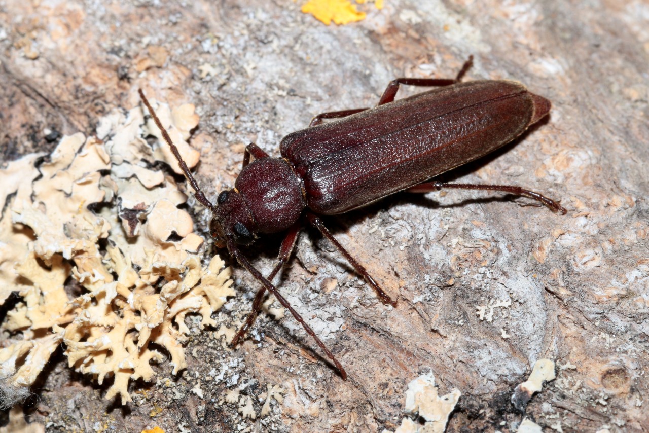 Arhopalus rusticus (Linnaeus, 1758) - Criocéphale rustique