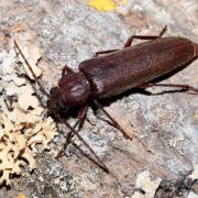 Arhopalus rusticus (Linnaeus, 1758) - Criocéphale rustique