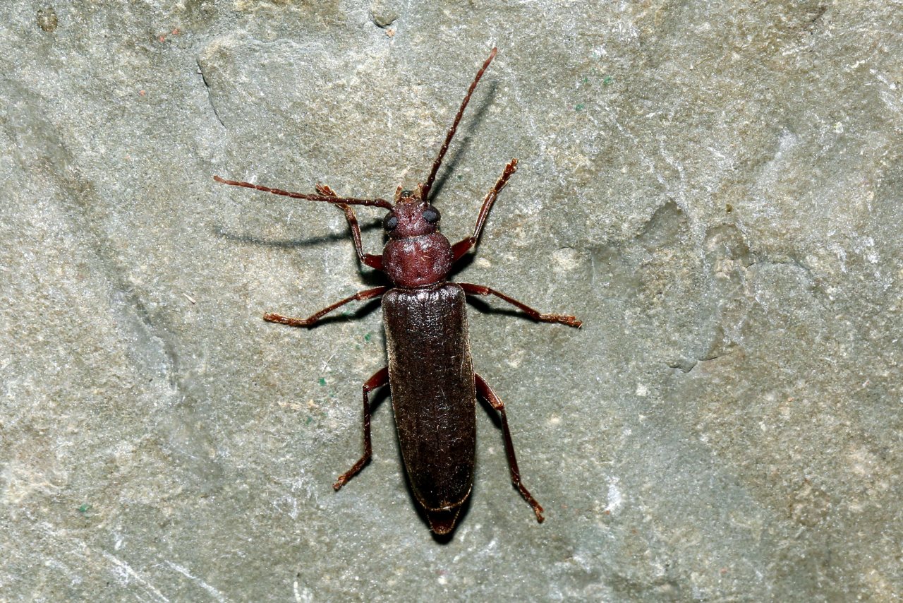 Arhopalus rusticus (Linnaeus, 1758) - Criocéphale rustique